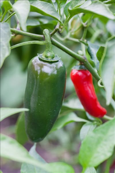 Capsicum annuum 'Jalapeno'