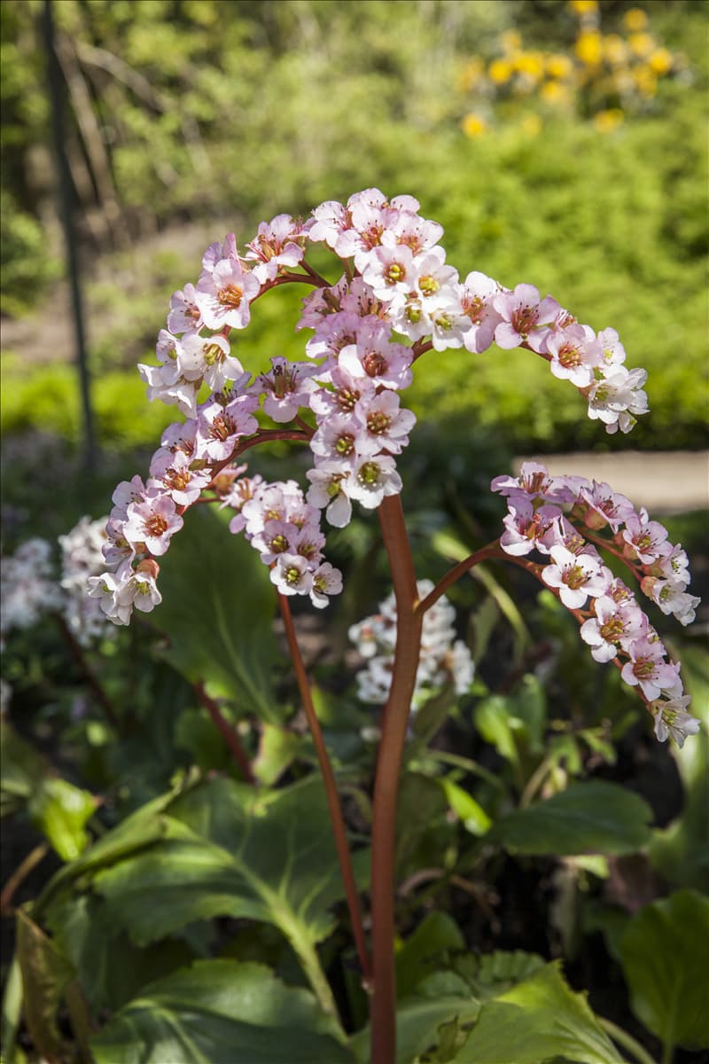 Bergenia cordifolia 'Schneekönigin'