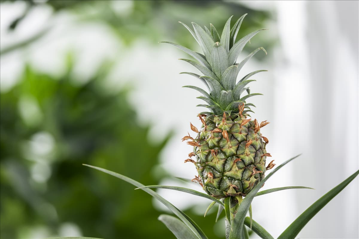 Ananas comosus