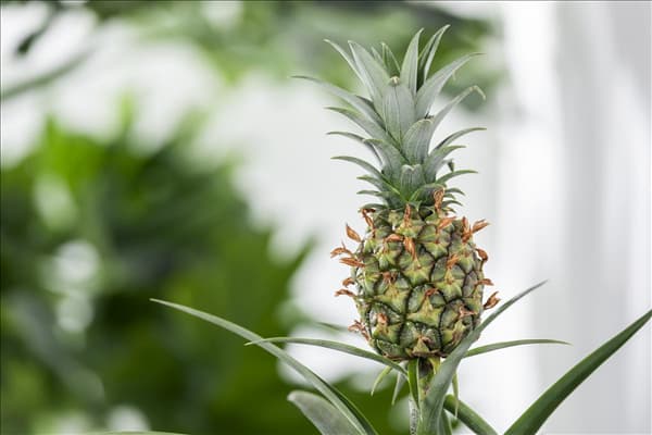 Ananas comosus 'Corona'