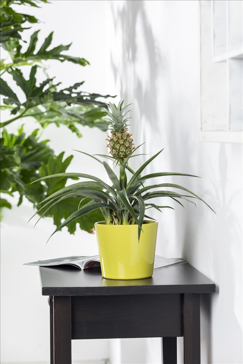 Ananas comosus