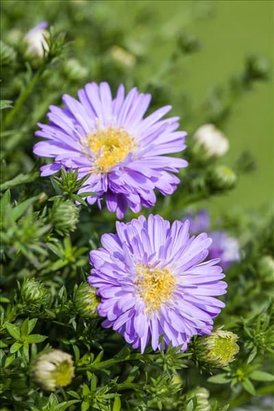 Aster dumosus, hellblau