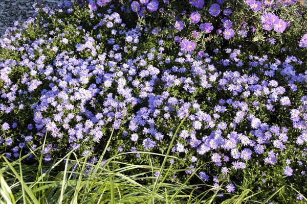 Aster dumosus 'Prof. Anton Kippenberg'
