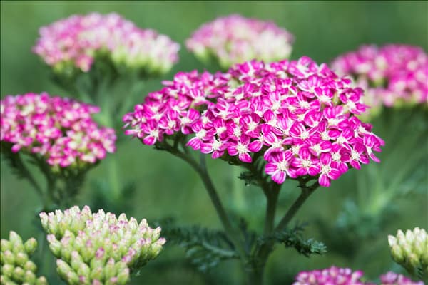 Achillea millefolium