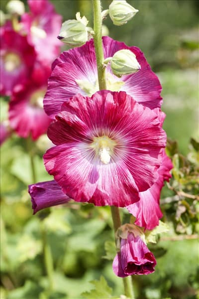 Alcea rosea