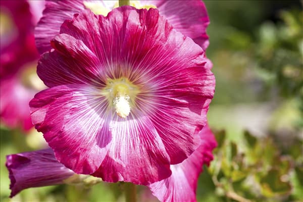 Alcea rosea