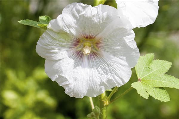 Alcea rosea