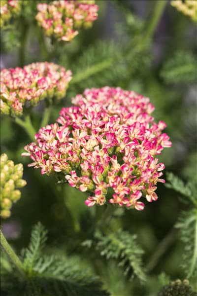 Achillea millefolium