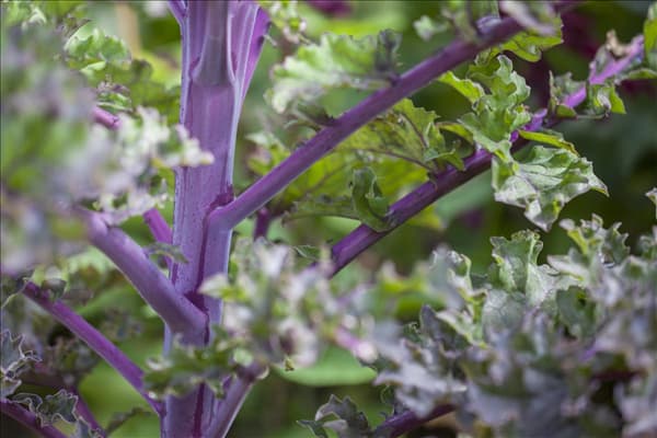 Brassica oleracea var. sabellica