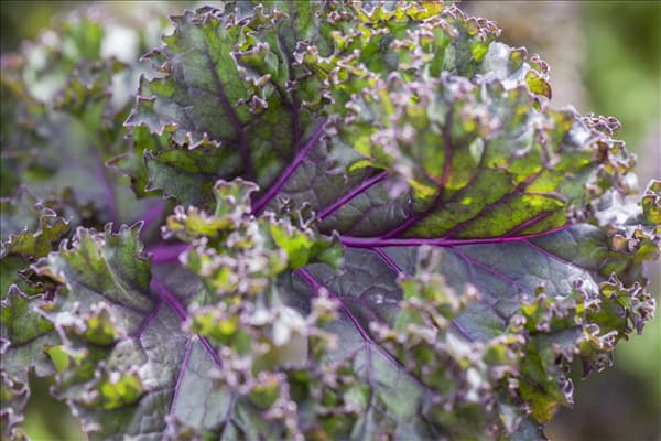 Brassica oleracea var. sabellica