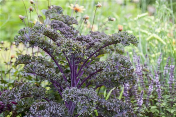 Brassica oleracea var. sabellica