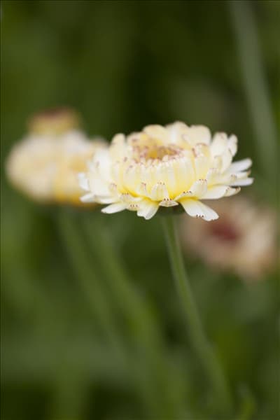 Calendula officinalis