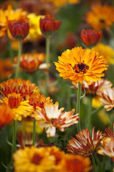 Calendula officinalis