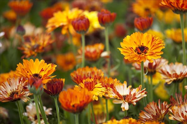 Calendula officinalis