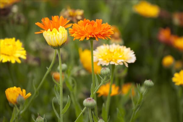 Calendula officinalis