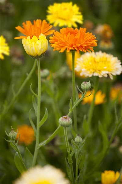Calendula officinalis