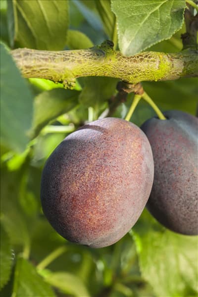 Prunus domestica 'Jubiläum'