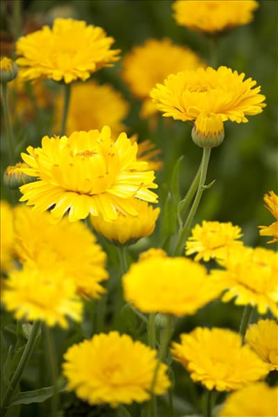 Calendula officinalis