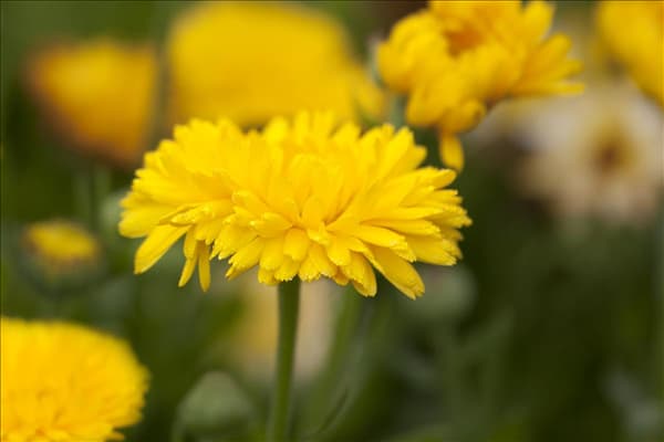 Calendula officinalis