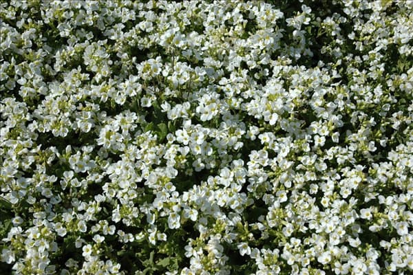 Arabis caucasica 'Schneehaube'