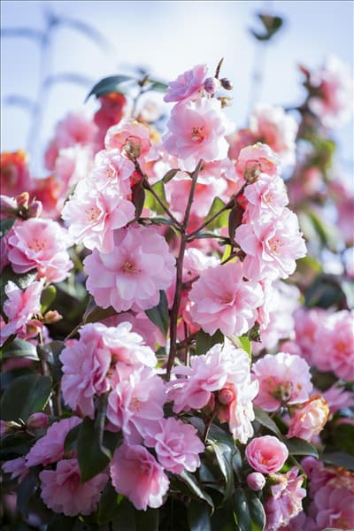 Camellia japonica 'Spring Festival'