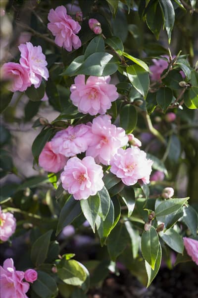 Camellia japonica 'Spring Festival'