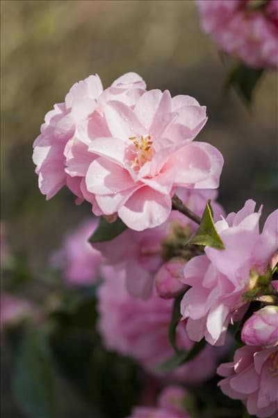Camellia japonica 'Spring Festival'