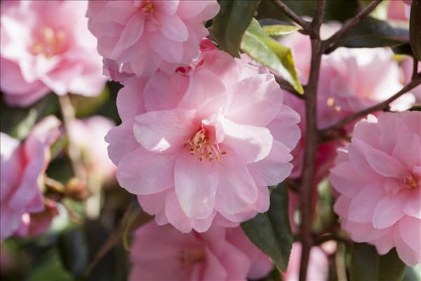 Camellia japonica 'Spring Festival'