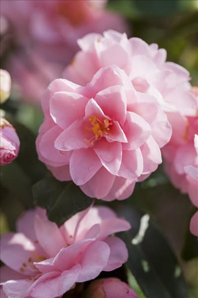 Camellia japonica 'Spring Festival'