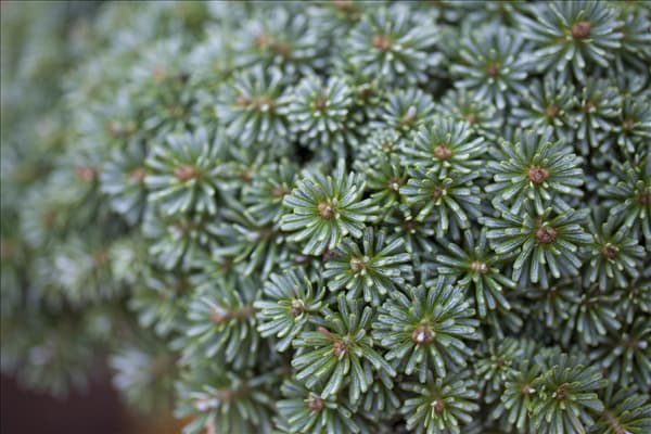 Abies koreana