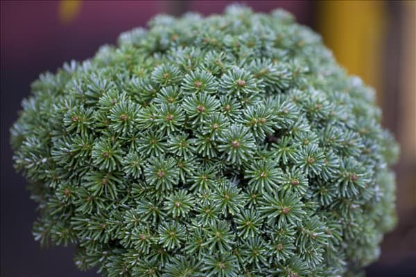 Abies koreana 'Blauer Eskimo'