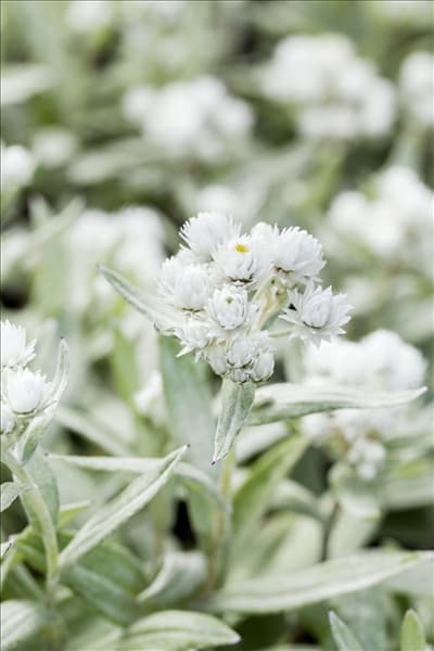 Anaphalis triplinervis