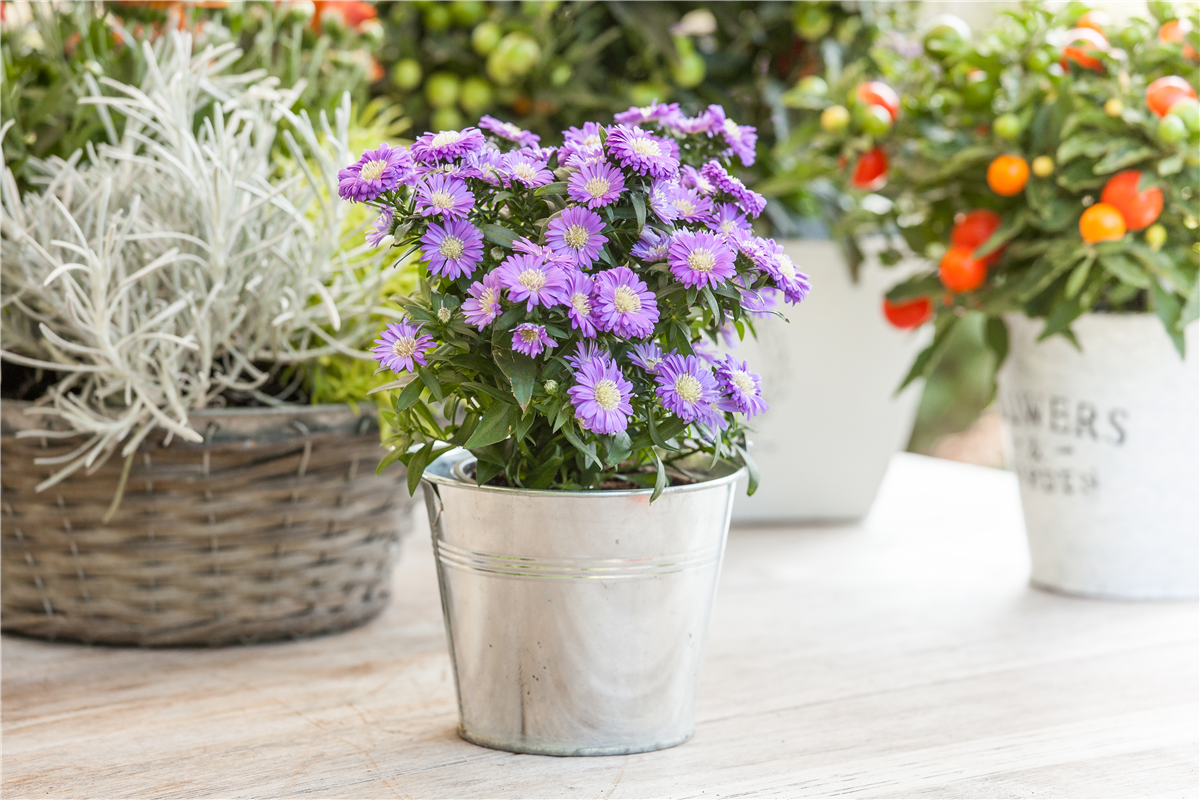 Aster dumosus, blau