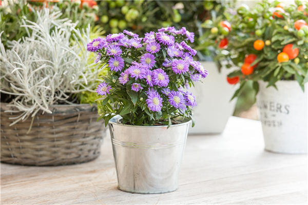 Aster dumosus, blau