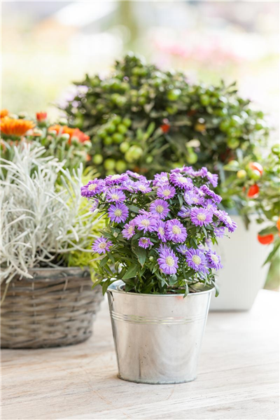 Aster dumosus, blau