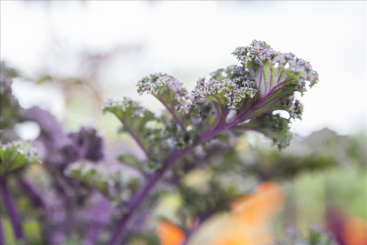 Brassica oleracea var. sabellica 'Redbor F1'
