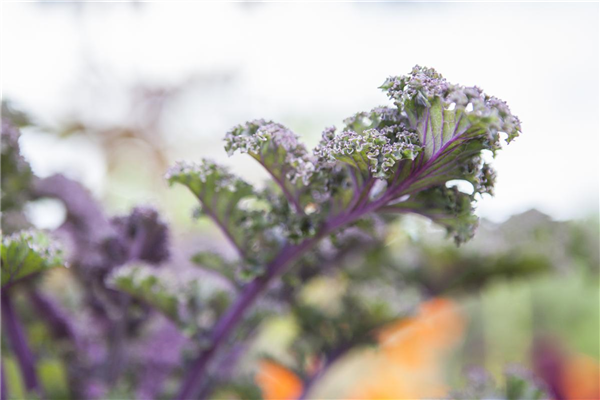 Brassica oleracea var. sabellica 'Redbor F1'