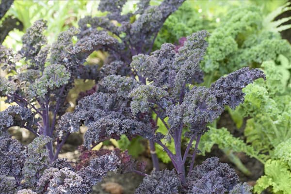 Brassica oleracea var. sabellica 'Redbor F1'