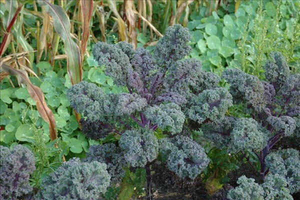 Brassica oleracea var. sabellica 'Redbor F1'