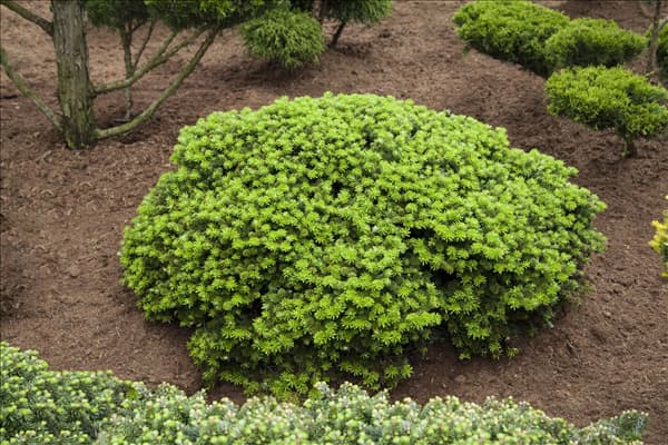 Abies koreana 'Brillant'