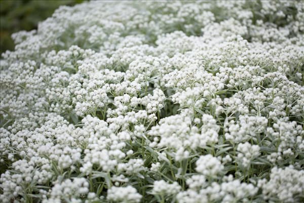 Anaphalis triplinervis 'Silberregen'