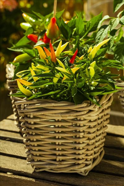 Capsicum annuum 'Naschzipfel'