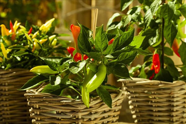Capsicum annuum 'Naschzipfel'