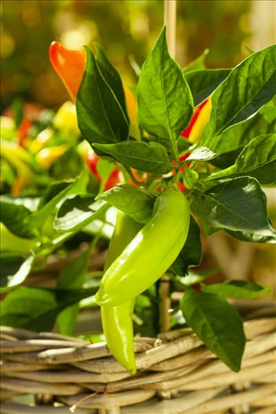Capsicum annuum 'Naschzipfel'