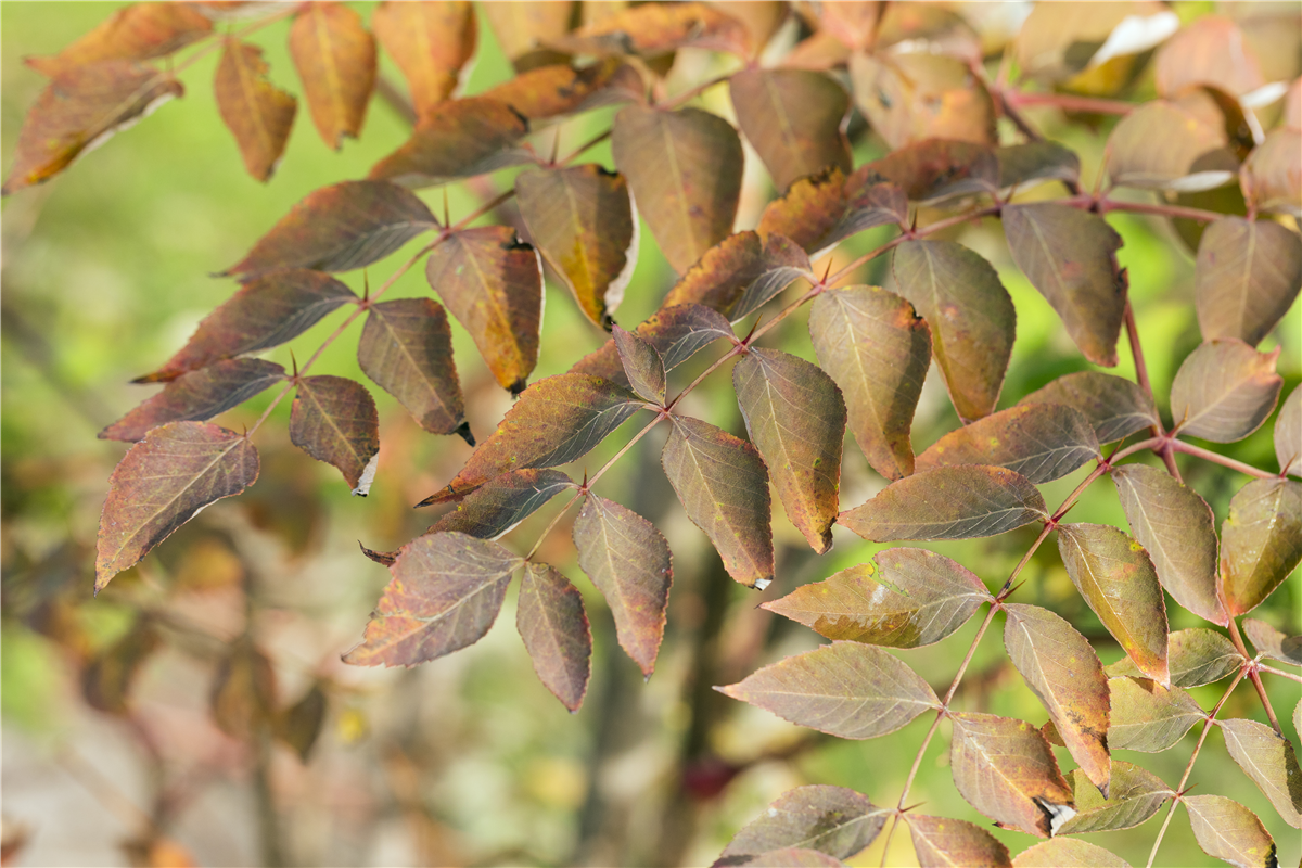 Aralia elata