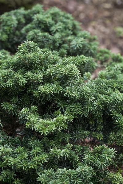 Abies koreana