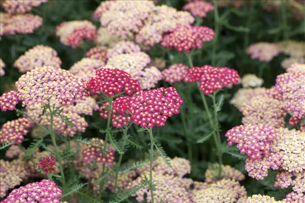 Achillea millefolium 'Paprika'
