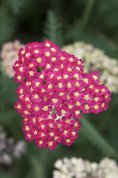 Achillea millefolium 'Paprika'