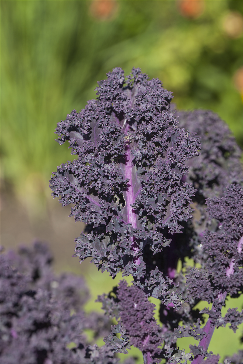 Brassica oleracea var. sabellica, rot