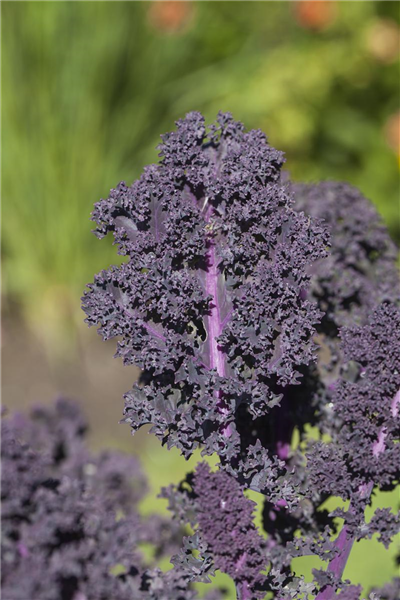 Brassica oleracea var. sabellica, rot